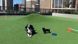 Fundraiser by Paige Wagner : Help Potato Recover [POTATO IS HOME! Thank you] Help Potato Recover [POTATO IS HOME! Thank you]... 