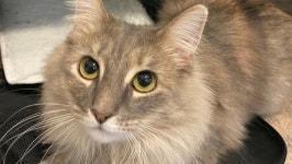 Fundraiser by Johanna Richter : April’s medical expenses Donate to April’s medical expenses, organized by Johanna Richter