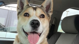 Fundraiser by Bryan Gomez : Annie’s cancer amputation Donate to Annie’s cancer amputation, organized by Bryan Gomez