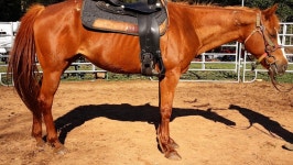 Fundraiser by Kendall Scruggs : Save Abby from the Kill Pen! Donate to Save Abby from the Kill Pen!, organized by Kendall Scruggs