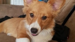 Fundraiser by Abraham Montes : Maisies Veterinary Bill Donate to Maisies Veterinary Bill, organized by Abraham Montes