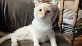 Fundraiser by Alexandra McKenzie : Saving Biscuits Life Donate to Saving Biscuits Life, organized by Alexandra McKenzie