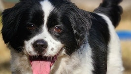 Fundraiser by Steve Weaver : Shermans Emergency Vet Costs Donate to Shermans Emergency Vet Costs, organized by Steve Weaver