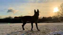 Fundraiser by Mat Dixon : In memory of Fire Dog Kai Donate to In memory of Fire Dog Kai, organized by Mat Dixon