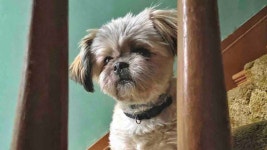 Fundraiser by Brianne Bailey : Surgery for my dog Donate to Surgery for my dog, organized by Brianne Bailey