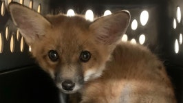 Fundraiser by Rachel Quadagno : Critical Need for New Enclosures at SF Wildlife Critical Need for New Enclosures at SF Wildlife... 