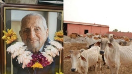 Fundraiser by Jayant Lakhani : Keshavlal Lakhanis Memorial - Gaushala Donation Donate to Keshavlal Lakhanis Memorial - Gaushala... 