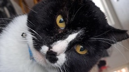 Fundraiser by Gwen Rouhier : Buyos vet bills Donate to Buyos vet bills, organized by Gwen Rouhier