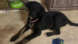 Fundraiser by Wennifer White : Willow’s Kidney Surgery Donate to Willow’s Kidney Surgery, organized by Wennifer White