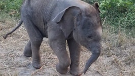 Fundraiser by Kam Kaur : Our Elephants Need Your Help Now Donate to Our Elephants Need Your Help Now, organized by Kam Kaur