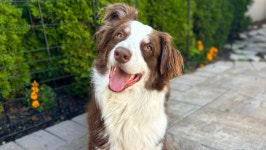 Fundraiser by Sam Trupo : Support Tuckers Fight Against Pancreatitis and Epilepsy Donate to Support Tuckers Fight Against... 