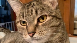 Fundraiser by Bryanna Deaton : Help for Bandit Donate to Help for Bandit, organized by Bryanna Deaton