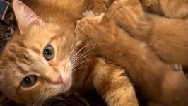 Fundraiser by Helaine Hindley : Ginger kitty control at the PTSD Funny Farm Donate to Ginger kitty control at the PTSD Funny Farm... 