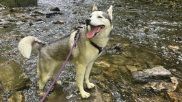 Fundraiser by Jenna Butler : Neytiri’s Surgery Donate to Neytiri’s Surgery, organized by Jenna Butler