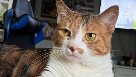 Fundraiser by Gabriella Cirasuolo : Help Freya fight poisoning Donate to Help Freya fight poisoning, organized by Gabriella Cirasuolo