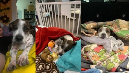 Fundraiser for Laurah Cerilli by Tatum Illes : SAVE SWEET PEA Donate to SAVE SWEET PEA, organized by Tatum Illes