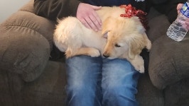 Fundraiser by Jennifer Coen : Support Tuckers Journey to a New Companion Donate to Support Tuckers Journey to a New Companion... 