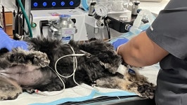 Fundraiser by Jonathan Alford : Support Lucis Life-Saving Surgery Donate to Support Lucis Life-Saving Surgery, organized by... 