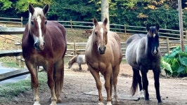 Fundraiser for Mike Cooper by Taylor Coburn : Hurricane Helene Recovery Support - Horse Charity Donate to Hurricane Helene... 