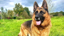 Fundraiser by Samantha Riemens : Heupdysplasie Scoobie pijnstilling Donate to Heupdysplasie Scoobie pijnstilling, organized by... 