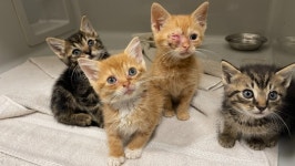 Fundraiser by Bethany Snowden : Renovate for Rescue: Remodel Needed to Sustain a Cat Rescue Donate to Renovate for Rescue... 