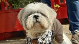 Fundraiser by Tanya Carr : Urgent liver shunt surgery for Alfie Donate to Urgent liver shunt surgery for Alfie, organized by... 