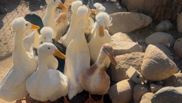 Fundraiser by Melanie Wolovich : The Montebello Barnyard Zoo and animals from the fires. Donate to The Montebello Barnyard Zoo... 