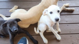 Fundraiser for shelle williams by Lisa Arnold : Help Shelle Care for Rescued Dogs Donate to Help Shelle Care for Rescued Dogs... 