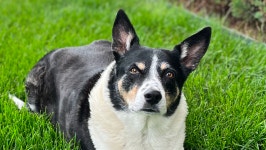 Fundraiser by Eric Bierling : Support Barleys Surgery for a Pain-Free Life Donate to Support Barleys Surgery for a Pain-Free... 