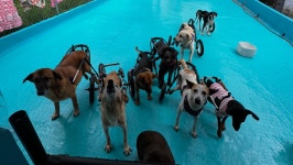 Fundraiser by Refugio Huellas De Amor : Ayúdanos a sostener nuestro refugio de animales Donate to Ayúdanos a sostener nuestro... 