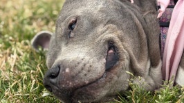 Fundraiser by alexandra hampson : Jasmines Veterinary care Donate to Jasmines Veterinary care, organized by alexandra hampson