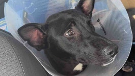 Fundraiser by Alexis Busch : Support Guss Recovery from Injury Donate to Support Guss Recovery from Injury, organized by Alexis... 