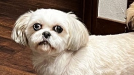 Fundraiser by James Potter : Help Stella Heal: Urgent Medical Care Needed Donate to Help Stella Heal: Urgent Medical Care Needed... 