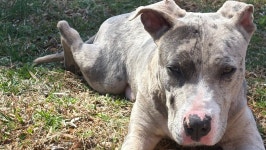 Fundraiser by Kayla Modahl : Stray dog needs your help! Donate to Stray dog needs your help!, organized by Kayla Modahl