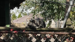 Fundraiser by Sarah Carvalho : Help 12 Backyard Gatos Get Neutered Donate to Help 12 Backyard Gatos Get Neutered, organized by... 