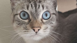 Fundraiser by Clara Alder : Help Panko: Our Cat Needs Urgent Surgery Donate to Help Panko: Our Cat Needs Urgent Surgery... 