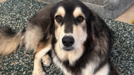 Fundraiser by KC Cunningham : Sweet Sugar’s Road to Recovery: Help Her Walk Again Donate to Sweet Sugar’s Road to Recovery... 