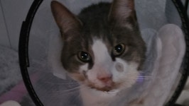 티어리븐(Tiere Lieben) | Bianca Zschammer, Strolchi Tierhilfe eV’s GoFundMe Profile