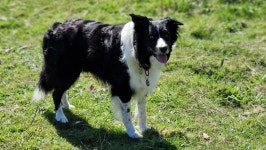 Fundraiser by David Snaith : Scout. Donate to Scout., organized by David Snaith