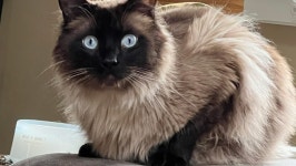 Fundraiser by Ashley Secor : Help Sara and Justin Through Pet Loss and Surgery Donate to Help Sara and Justin Through Pet Loss... 