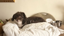 Fundraiser by yara haynes : Help Us Save Pepe: A Loyal Pup Fighting Cancer Donate to Help Us Save Pepe: A Loyal Pup Fighting... 