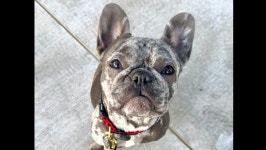 Fundraiser by Susan Vaughn : Chowder’s heart journey ❤️ Donate to Chowder’s heart journey ❤️‍, organized by Susan... 