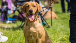 Fundraiser by Ellie Perkins : Willows osteochondritis dissecans surgery Donate to Willows osteochondritis dissecans surgery... 