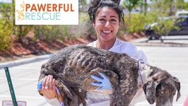 Us Support These Dog Superheroes Donate to From Kenya to Texas – Help Us Support These Dog Superheroes, organized by Elodie Sampere