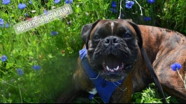 Fundraiser by Sabrina Wermuth : Hilfe für Wotan – Mein Hund braucht dringend eine Tumor-OP Donate to Hilfe für Wotan – Mein... 