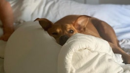 Fundraiser for Kaitlyn Wheeler by Grace Aquilina : Support Pibbs Emergency Care Donate to Support Pibbs Emergency Care... 