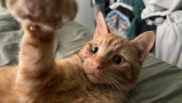 Fundraiser by Mia Pinardo : Support in Memory of Sweet Parmesan Donate to Support in Memory of Sweet Parmesan, organized by Mia... 
