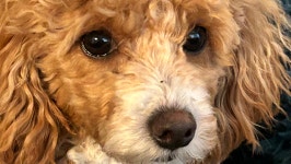 Fundraiser by Cassandra Pretorius : Help Us Save Honey – A Tiny Dog with a Huge Heart Donate to  Help Us Save Honey – A Tiny... 