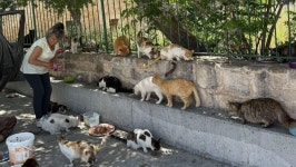 Fundraiser by Karen Carrick : Help the Paphos Cat Lady feed the cats and kittens in August Donate to Help the Paphos Cat Lady... 