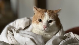 Fundraiser by Sarai Kastorff : Help Posh Get the Urgent Care He Needs Donate to Help Posh Get the Urgent Care He Needs, organized... 